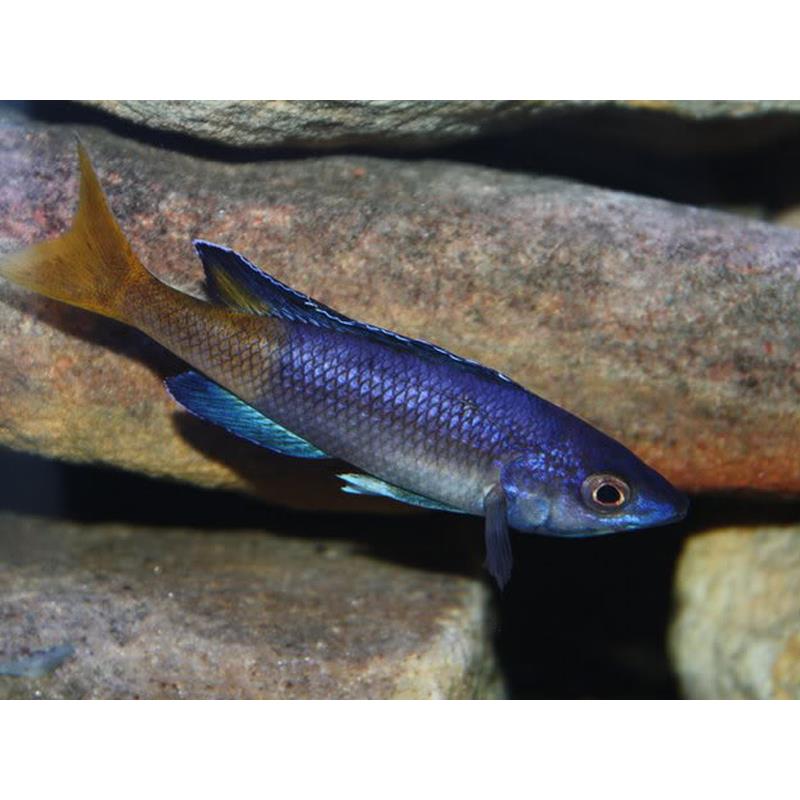 Cyprichromis leptosoma moba - imagine 5